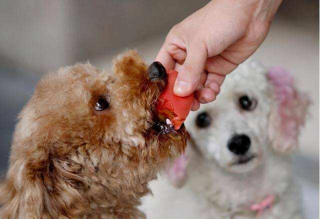 成年贵宾狗食量多少 贵宾犬食量