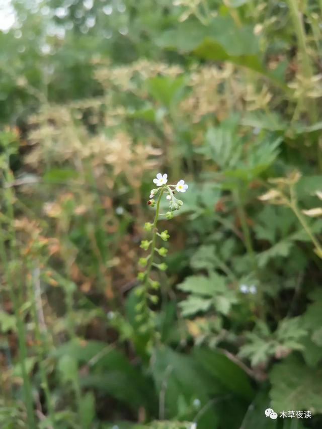 那些四月里开出绚烂花儿的野生植物们，四月有什么花开花