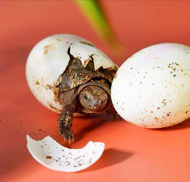 巴西龟可以吃吗，自养的巴西龟能吃吗（巴西龟在我国泛滥成灾）