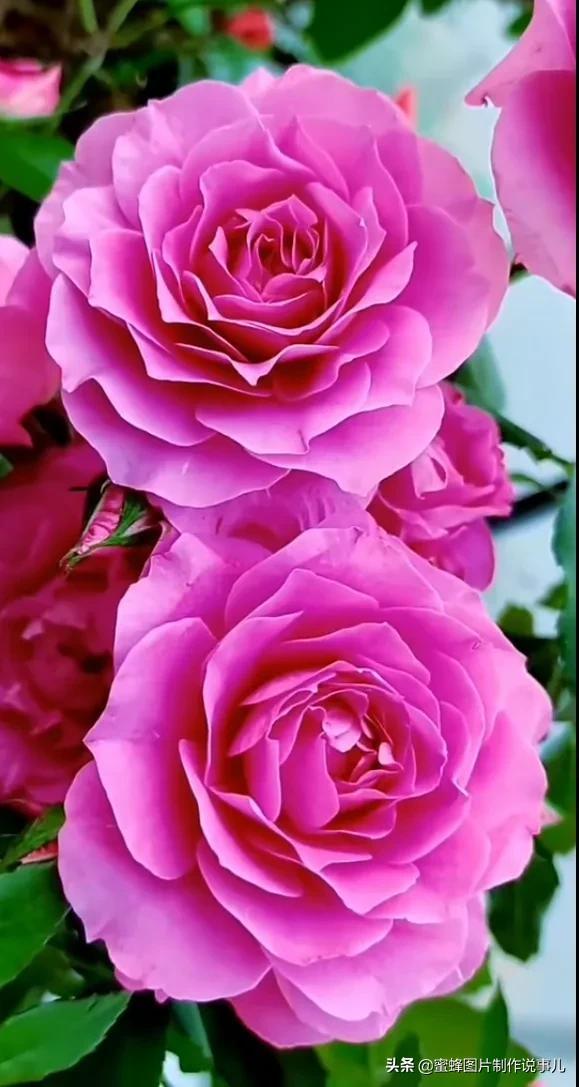 美美美的，美美美的表情包（壁纸美图）