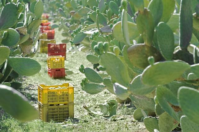 仙人掌的果实叫什么，仙人掌的果实有什么作用与功效（回乡种仙人掌、养胭脂虫）