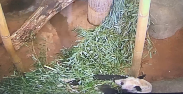 丫丫现身纽约时代广场，丫丫现身纽约时代广场大屏（什么才是真正的好消息）