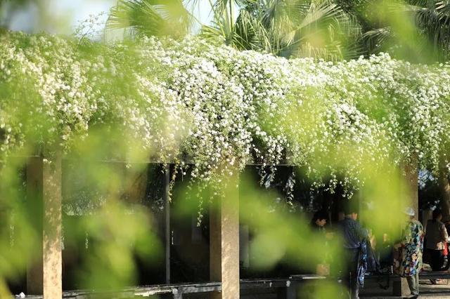 七叶子的功效与作用，菊三七叶子的功效与作用（春到嘉州 ， 蔷薇花开七里香）