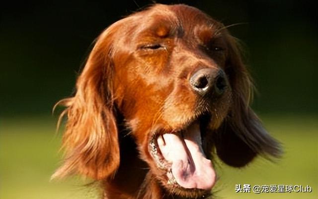 小狗的简单介绍，狗的介绍手抄报（狗狗也分高低贵贱）