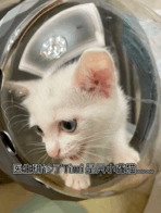 timi是什么意思，timi中是什么意思（“养了一只患有听力障碍的小猫咪）