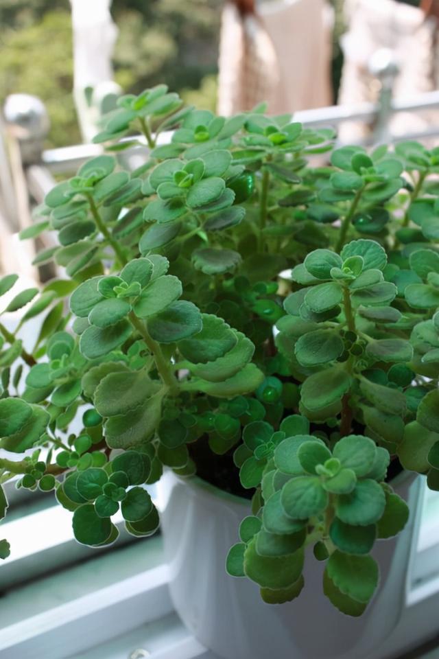 一抹香植物图片的功效与作用，一抹香的作用和用途（5种“香香花”摆在卫生间）