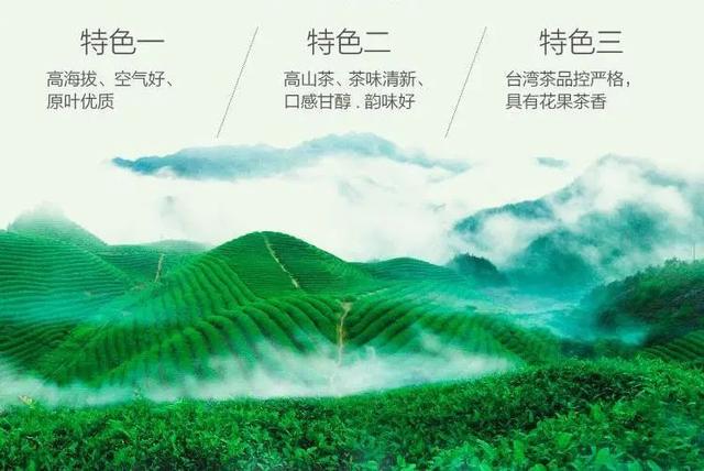 阿里山金萱乌龙茶，高山乌龙茶的特征