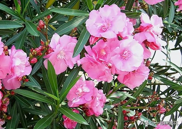 为什么不能送郁金香，郁金香千万不能乱送（3种花草别送人）