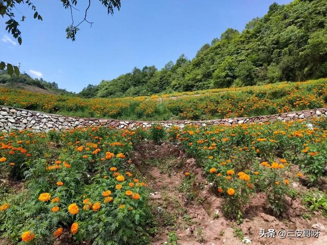 职级晋升考察三年工作总结，职级晋升考察三年工作总结2022（三十年工作的心路历程）