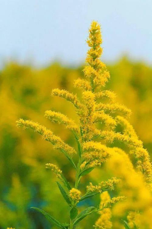鲜花的花语和花的数目的寓意，鲜花数量的寓意（100种迷人的“数字花”）