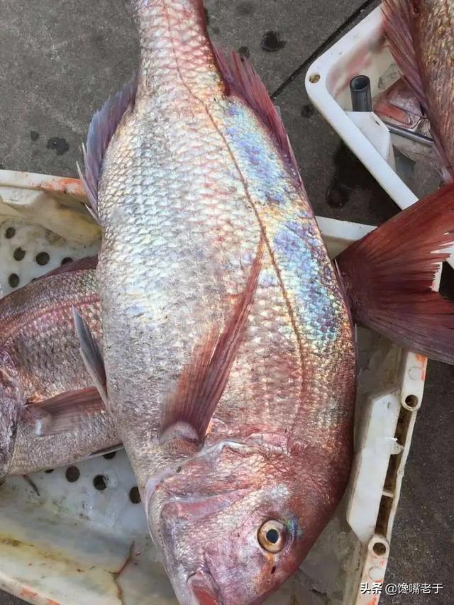 海鱼怎么做好吃，鱼怎么弄才好吃呢（买海鱼：这5种可以多买着吃）