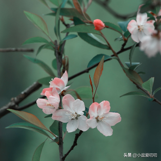 暗恋表白送什么花好，暗恋送花送什么花（男孩子们，千万不要送错花了）