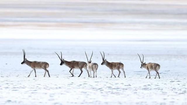 国产穿越电影大全，穿越电影排行榜（国内12条顶级穿越路线）