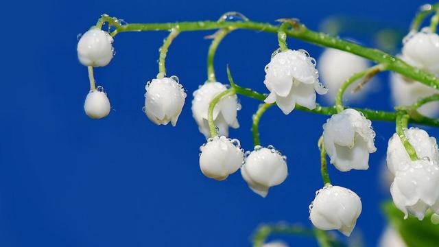 铃兰花的花语，满天星的花语（铃兰花：经历苦难）