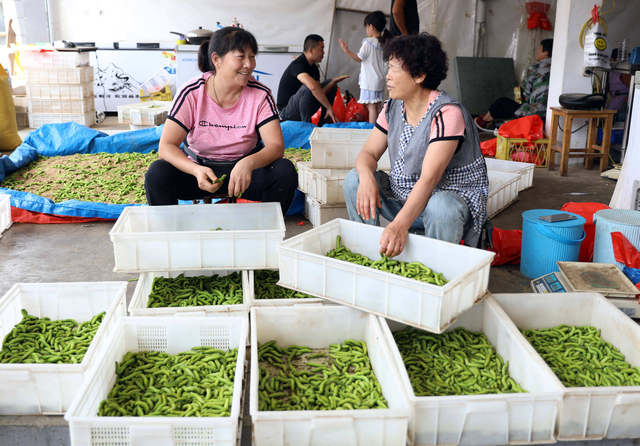 菊花脑的做法，菊花脑凉拌怎么做（外地人：一看就不好吃）