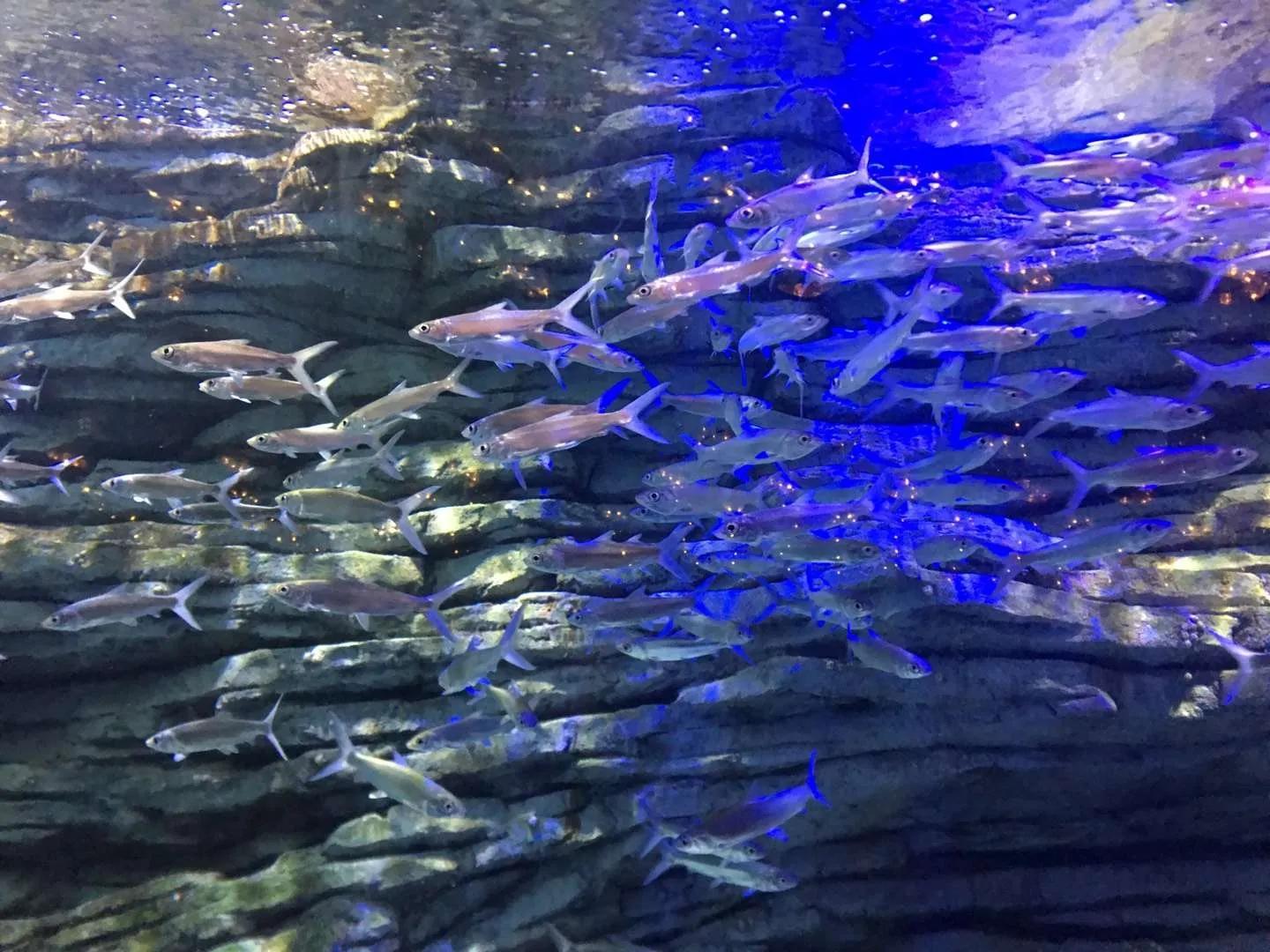 深圳有哪些好玩的地方景点，深圳值得去的地方推荐