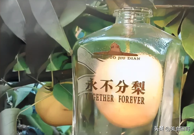 五粮液永不分梨，五粮液永不分梨口感如何（五粮液“永不分梨”）