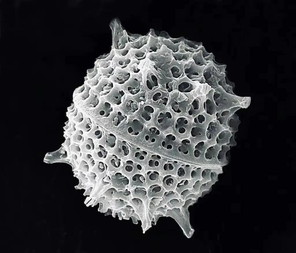 显微镜下的硅藻