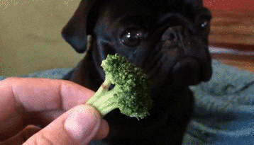 哪种博美犬最好养，很适合懒人养哦