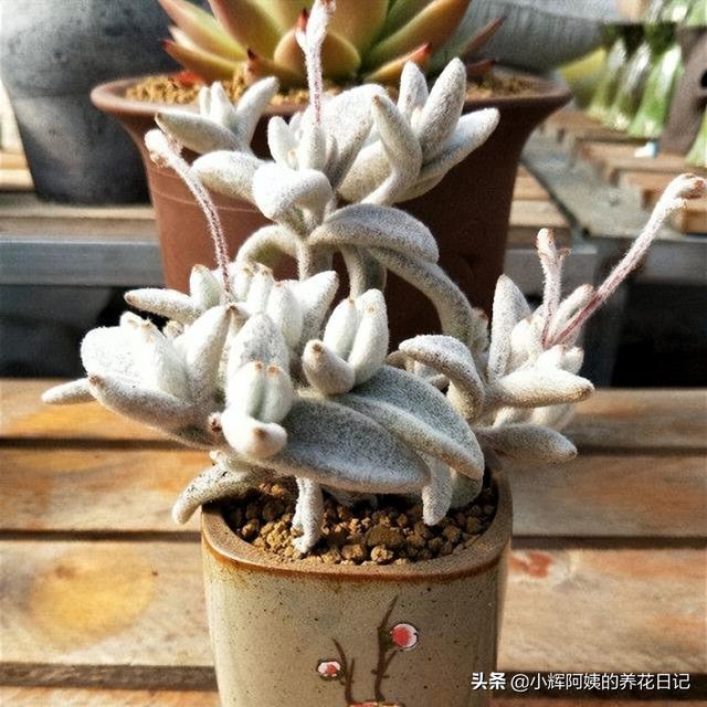 多肉植物福兔耳的养殖和繁殖方法，福兔耳多肉开花（回声、唐印、福兔耳、白帝城、阿尔比芙洛亚）