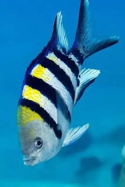 100多种神仙鱼欣赏，鳕鱼图片大全