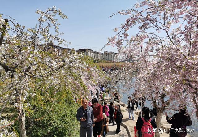 玉泉山樱花节午饭在哪里吃合适，2021-04-15