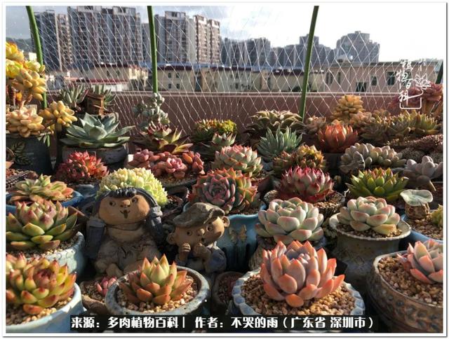 彩虹糖的梦 金娃娃，娃娃音适合唱哪些歌（愿2022心中有盼）