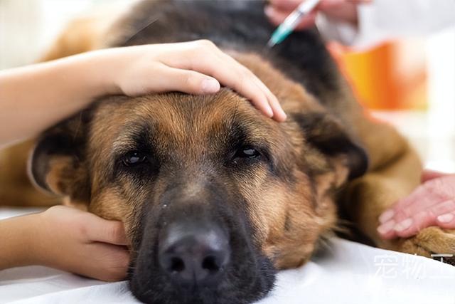 怎么养狗狗才正确方法，怎么养狗狗的方法大全（饲养狗狗需牢记这“6个点”）