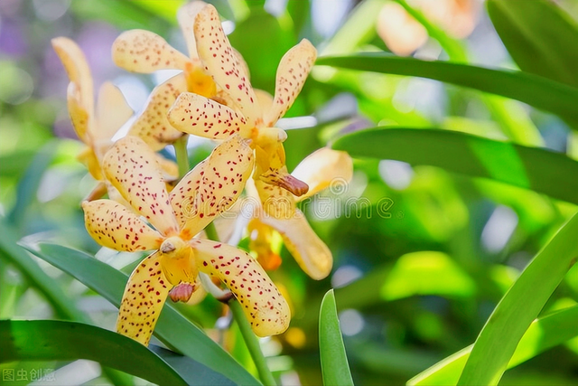 花语短句唯美句子，花语的唯美句子（一花一世界）