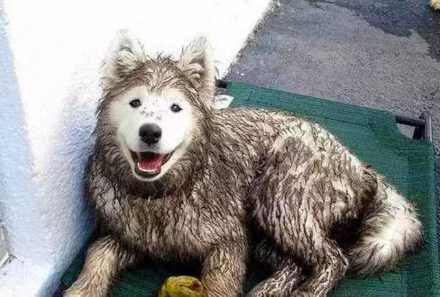 微笑狗是什么，“微笑天使”萨摩耶（微笑狗是什么时候的事啊）