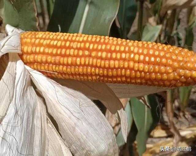 怎么判断玉米熟没熟，怎样判断玉米熟没熟（在“假熟”期收获玉米会“得不偿失”）