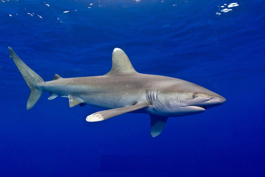 大白鲨vs公牛鲨(什么鱼比大白鲨还凶残)