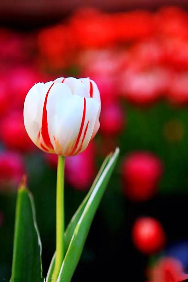 白色郁金香花语，郁金香的花语和传说（世界花后郁金香）