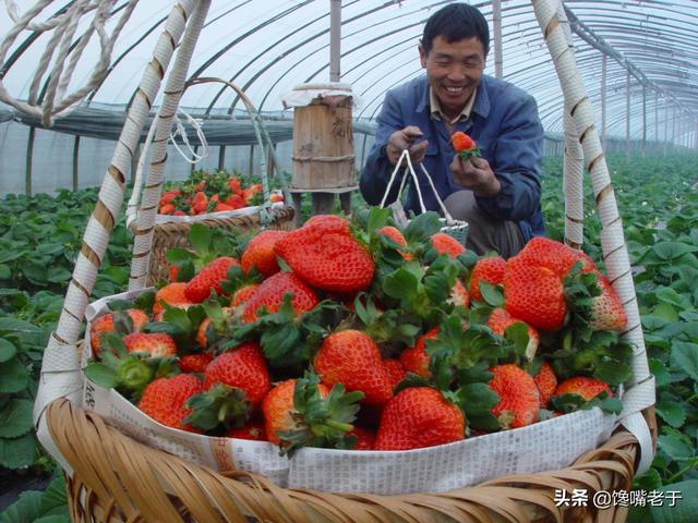 中国哪里盛产草莓啊，中国哪里产的草莓最好吃（这8个地方比较出名）