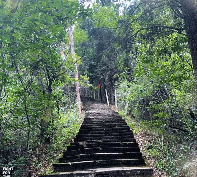 千佛山森林公园，千佛山在哪（不收门票的5个成都周边“小森林”）