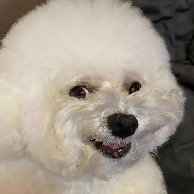 比熊一生认几个主人,怎么判断比熊脾气好不好(养"比熊犬"是什么体验呢