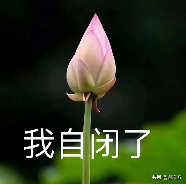 植物观察记录表，三年级植物观察记录表怎么做（植物生长，手机智能记录在册）