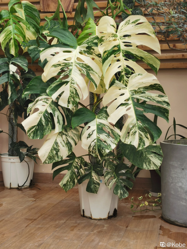 适合卧室养的花，卧室适合养什么花（卧室养4种花）