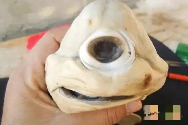 所有十大变异双头动物，独眼鲨……这些神奇的变异生物真的存在吗