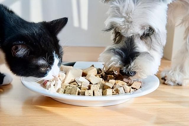 猫咪宜吃什么食物，最适合喂猫的7种食物