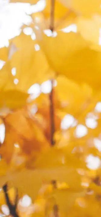 秋分日是几月几日，秋分是几月几日（秋分 ， 一年中最美的时节）