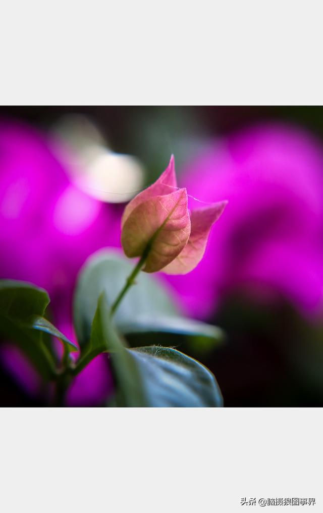好看的图片。，好看的图片背景（实拍25张唯美的花草照片）