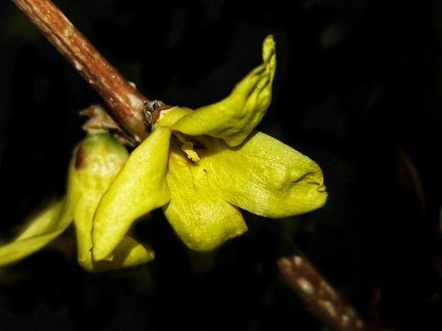 连翘的花语是什么，连翘花是什么花（降香懒画蛾眉春”——连翘花）