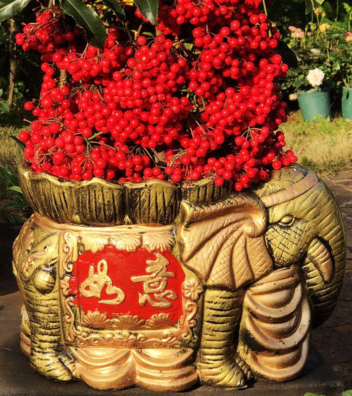 麒麟花的寓意是什么，客厅摆放麒麟的图片（海南迎春花市年味渐浓）