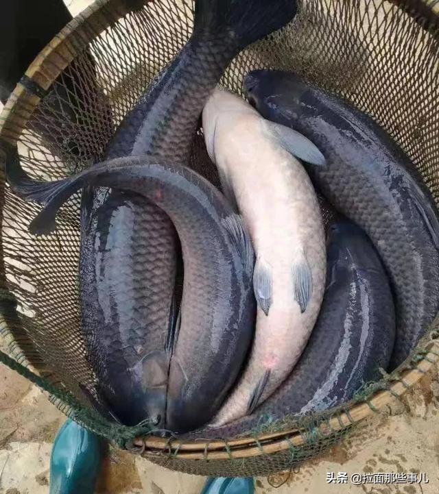 沙丁鱼怎么做好吃，沙丁鱼做法（少吃面食和猪肉）