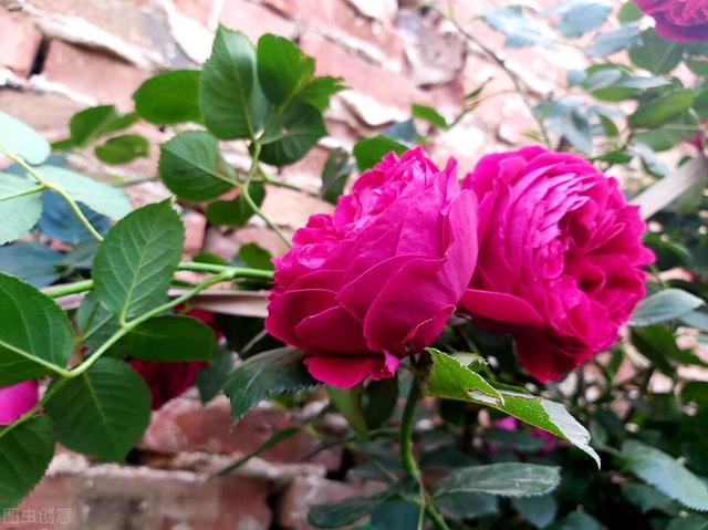 一年四季都开花的月季品种，复花能力超好的6种藤本月季