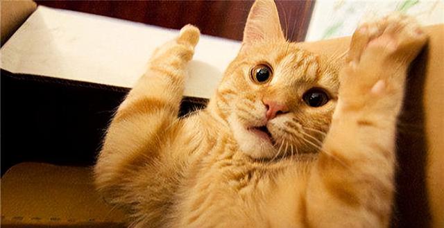 黄油猫悖论是什么东西，猫与黄油理论是什么（它只是一个假知识性的名称）