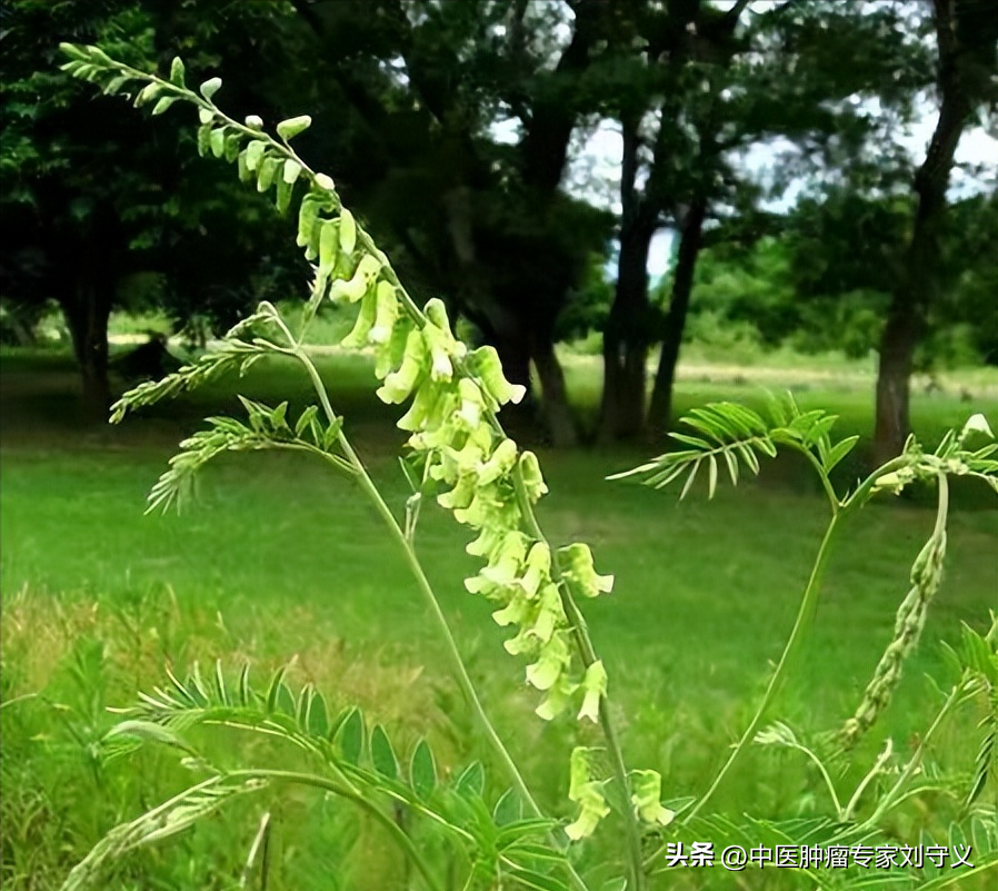 利尿的中草药图片 利尿吃什么中草药好图片大全 - 珍缘易学