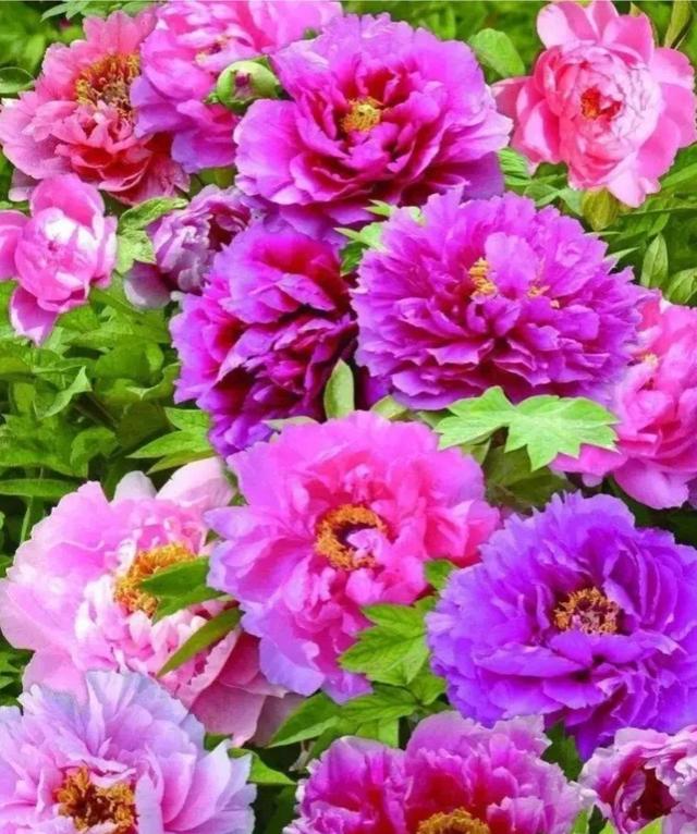 繁花似锦下一句是什么，一路繁花似锦下一句是什么（美醉你的心田）