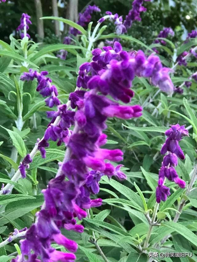 鼠尾草的花语，毛绒绒的墨西哥鼠尾草